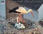 Capi_Dubne_20250615_054003.jpg