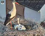 Capi_Dubne_20250615_054502.jpg