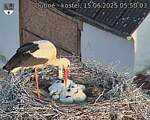 Capi_Dubne_20250615_055003.jpg