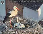 Capi_Dubne_20250615_055503.jpg