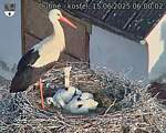 Capi_Dubne_20250615_060003.jpg