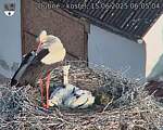 Capi_Dubne_20250615_060504.jpg