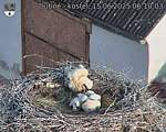 Capi_Dubne_20250615_061003.jpg