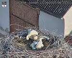 Capi_Dubne_20250615_061503.jpg