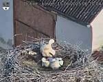 Capi_Dubne_20250615_062004.jpg