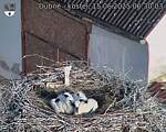 Capi_Dubne_20250615_063003.jpg