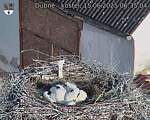 Capi_Dubne_20250615_063504.jpg