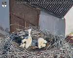 Capi_Dubne_20250615_064003.jpg