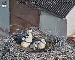 Capi_Dubne_20250615_064503.jpg