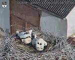 Capi_Dubne_20250615_065004.jpg