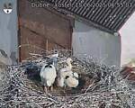 Capi_Dubne_20250615_065503.jpg