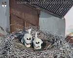 Capi_Dubne_20250615_070002.jpg