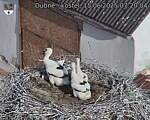 Capi_Dubne_20250615_072004.jpg