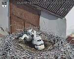 Capi_Dubne_20250615_072503.jpg