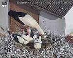 Capi_Dubne_20250615_073002.jpg