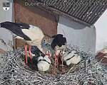 Capi_Dubne_20250615_073504.jpg