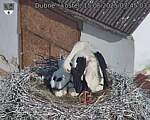 Capi_Dubne_20250615_074503.jpg