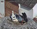 Capi_Dubne_20250615_080002.jpg