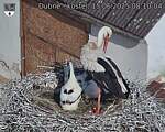 Capi_Dubne_20250615_081004.jpg