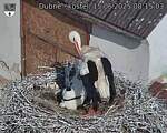 Capi_Dubne_20250615_081503.jpg