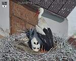 Capi_Dubne_20250615_082004.jpg