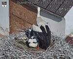 Capi_Dubne_20250615_083003.jpg