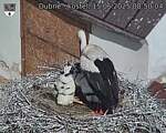Capi_Dubne_20250615_085004.jpg