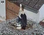 Capi_Dubne_20250615_091003.jpg