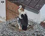 Capi_Dubne_20250615_092003.jpg