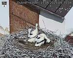 Capi_Dubne_20250615_093504.jpg