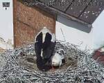 Capi_Dubne_20250615_095003.jpg