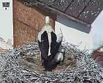 Capi_Dubne_20250615_100502.jpg