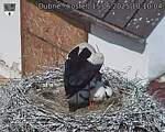 Capi_Dubne_20250615_101004.jpg