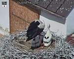 Capi_Dubne_20250615_103504.jpg
