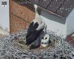 Capi_Dubne_20250615_104503.jpg