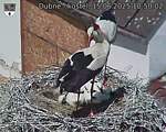 Capi_Dubne_20250615_105002.jpg