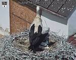 Capi_Dubne_20250615_105503.jpg