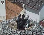Capi_Dubne_20250615_110003.jpg