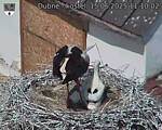 Capi_Dubne_20250615_111002.jpg