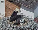 Capi_Dubne_20250615_111503.jpg