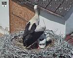 Capi_Dubne_20250615_112004.jpg