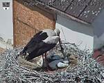 Capi_Dubne_20250615_114502.jpg