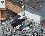 Capi_Dubne_20250615_115003.jpg