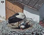 Capi_Dubne_20250615_120003.jpg