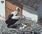 Capi_Dubne_20250615_122004.jpg