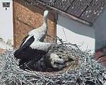 Capi_Dubne_20250615_122502.jpg