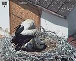 Capi_Dubne_20250615_123003.jpg