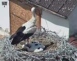 Capi_Dubne_20250615_123503.jpg