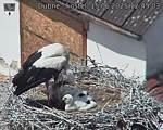 Capi_Dubne_20250615_124503.jpg