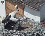 Capi_Dubne_20250615_125503.jpg